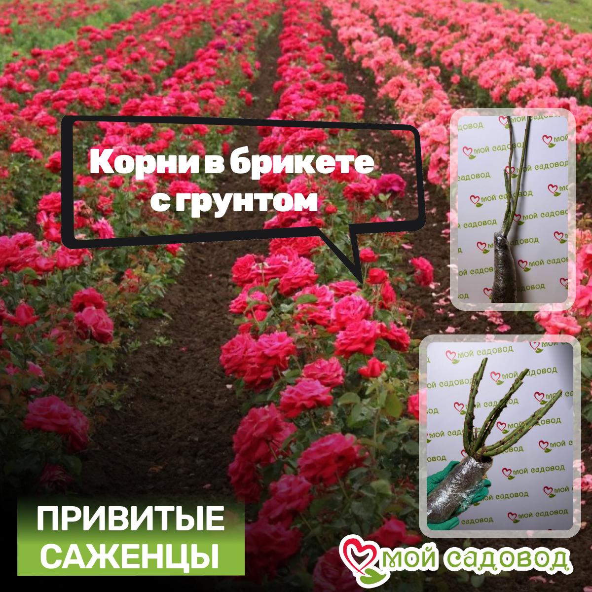 Роза чайно-гибридная Версилия