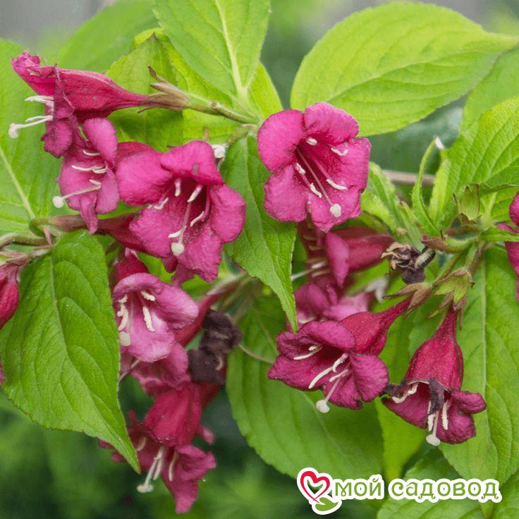 Вейгела цветущая "Рубидор"
