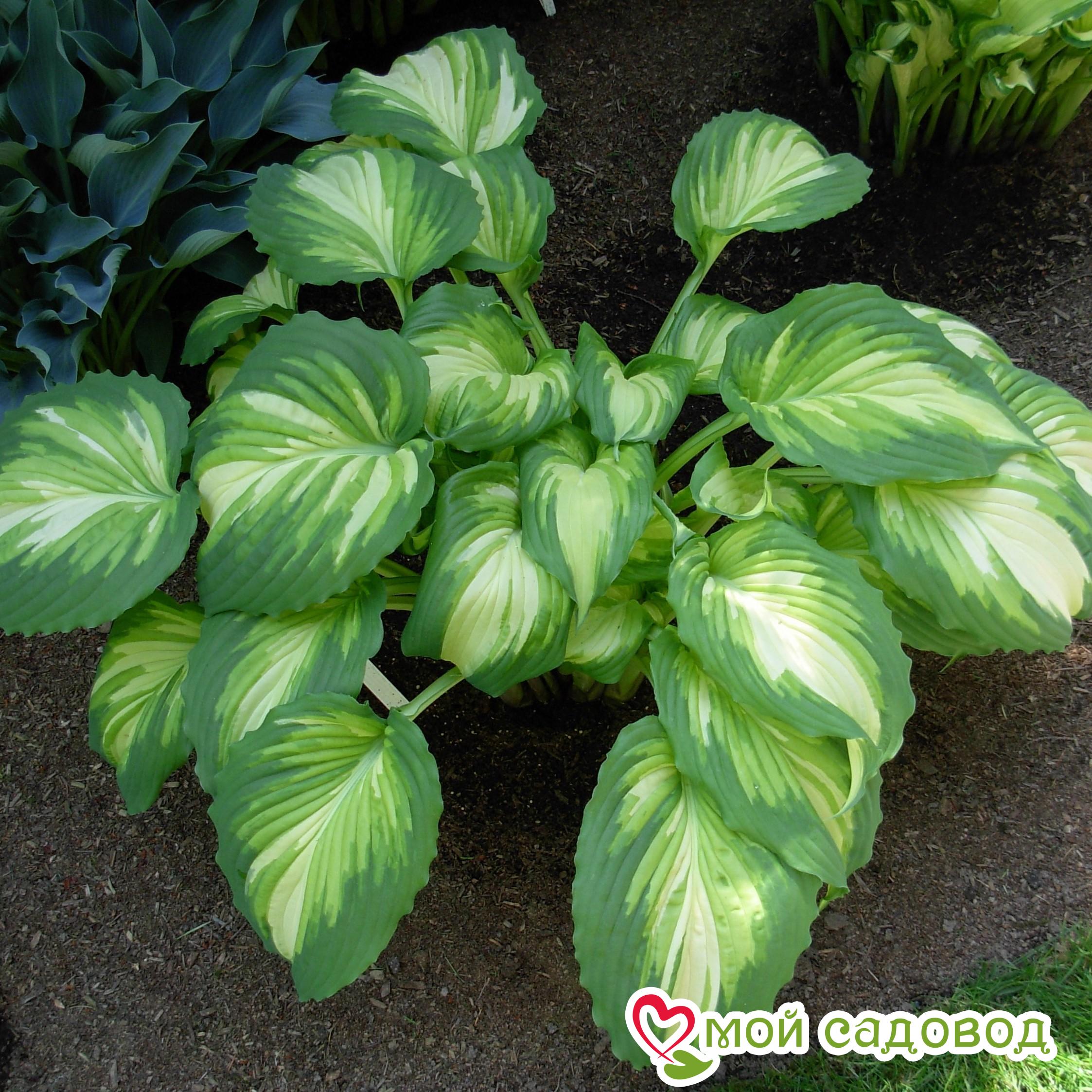 Хоста  Вар Пейнт